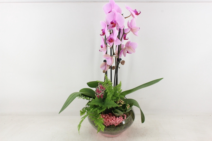 <h4>arr2 PL - Glas Olay phal roze</h4>