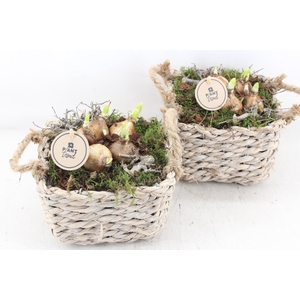 arr4 Narcis PL - Mand 4kant oor 285/6