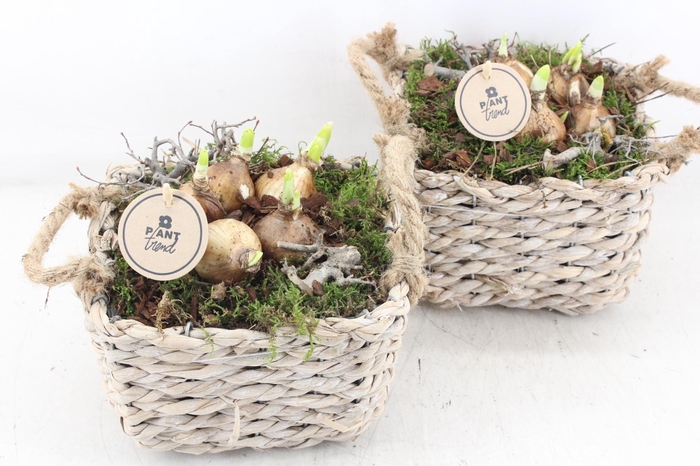 <h4>arr4 Narcis PL - Mand 4kant oor 285/6</h4>