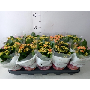 Kalanchoe blos. 'RosDon Feliz'