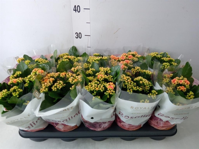 <h4>Kalanchoe blos. 'RosDon Feliz'</h4>