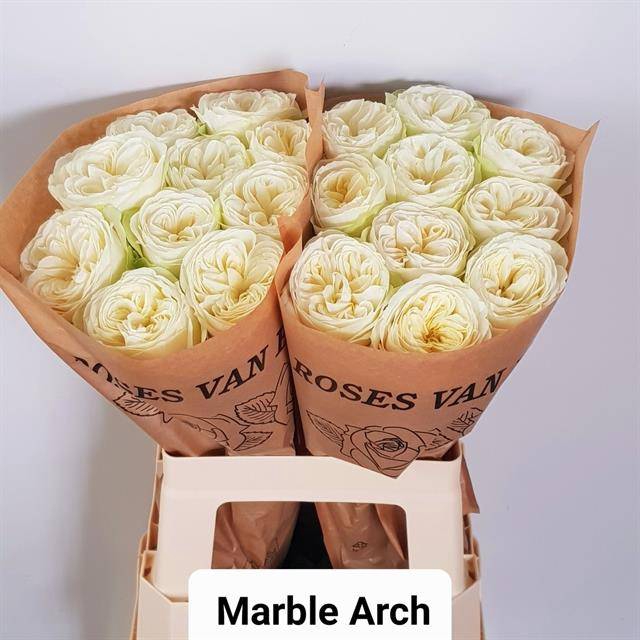 Rosa Garden Marble Arch