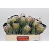 Protea Niobe