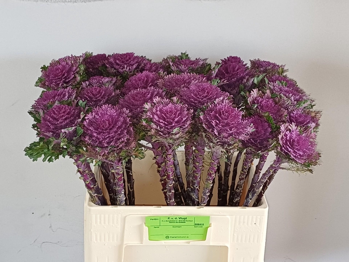 <h4>BRASS CRANE QUEEN</h4>