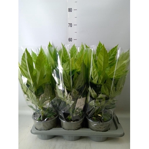 Fatsia japonica 'Variegata'