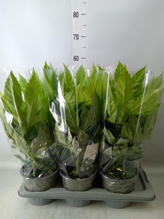 <h4>Fatsia japonica 'Variegata'</h4>