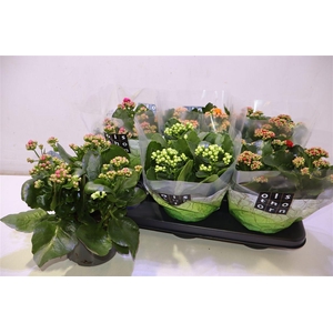 arr8 Kal Ge Gem 4 Kl