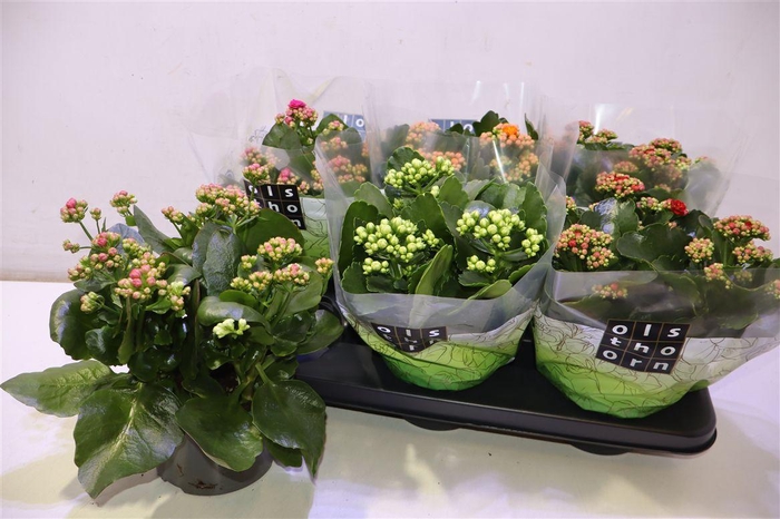 <h4>arr8 Kal Ge Gem 4 Kl</h4>