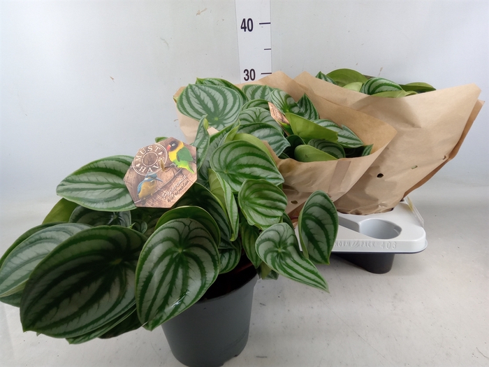 <h4>Peperomia argyreia</h4>