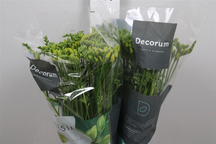 <h4>Fr Du Marseille</h4>