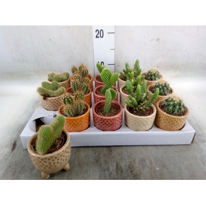 Cactus   ...