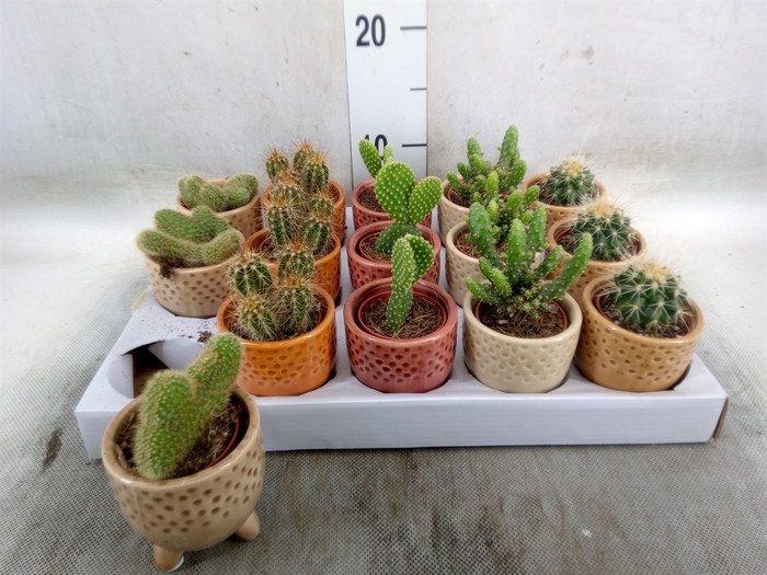 <h4>Cactus   ...</h4>