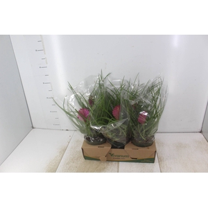 TILLANDSIA CYANEA P12