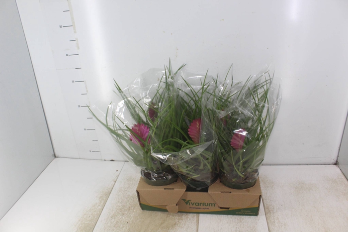 <h4>TILLANDSIA CYANEA P12</h4>