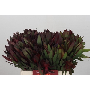 Leucadendron Saf Sunset Dark R.