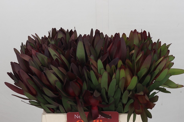 <h4>Leucadendron Saf Sunset Dark R.</h4>