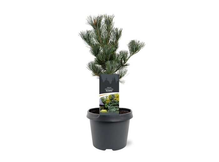 <h4>Pinus parviflora Glauca</h4>