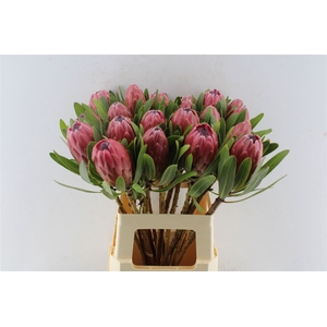 Protea Lancelot