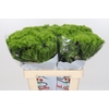 Dianthus Br Aldo Green 55cm