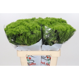 Dianthus Br Aldo Green 40cm (min 1cc 36x50)