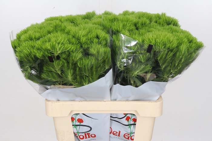 Dianthus Br Aldo Green 55cm