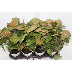 SYNGONIUM CHOCOLATE P15