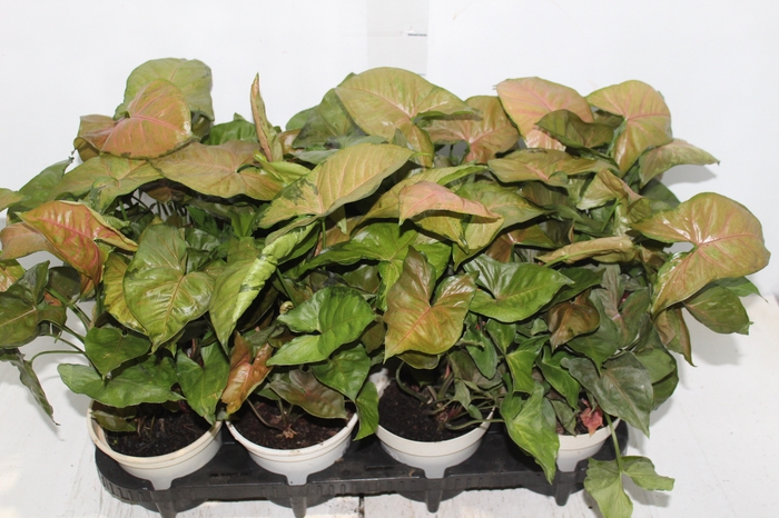 SYNGONIUM CHOCOLATE P15