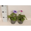 Anemone coronaria Animo Gemengd