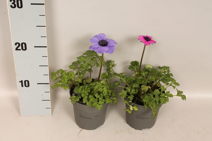 Anemone coronaria Animo Gemengd