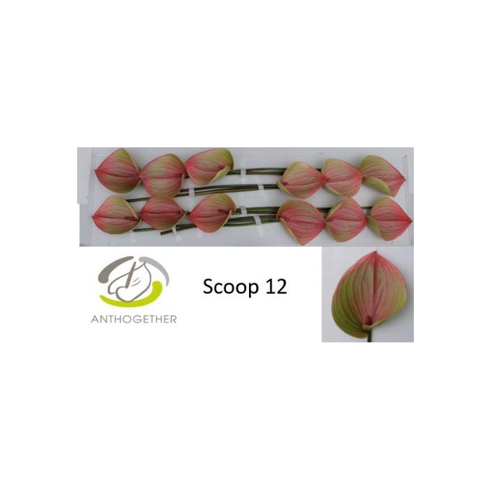 <h4>Anth Scoop</h4>