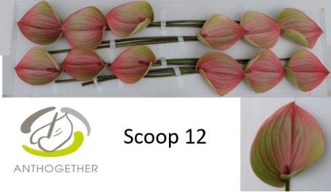 <h4>ANTH SCOOP</h4>