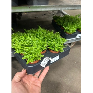 MINI NEPHR GREEN FANTASY