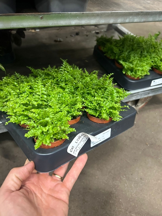 MINI NEPHR GREEN FANTASY