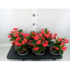 Euphorbia milii 'Maxi Olympia'