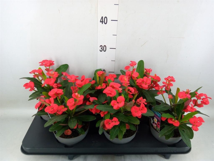 <h4>Euphorbia milii 'Maxi Olympia'</h4>