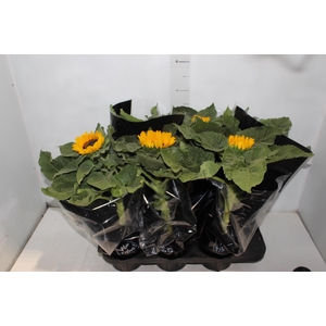 GIRASSOL MINI SUN BRIGHT P15