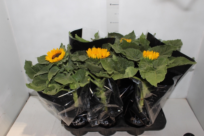 <h4>GIRASSOL MINI SUN BRIGHT P15</h4>