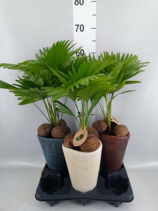 <h4>Livistona rotundifolia</h4>