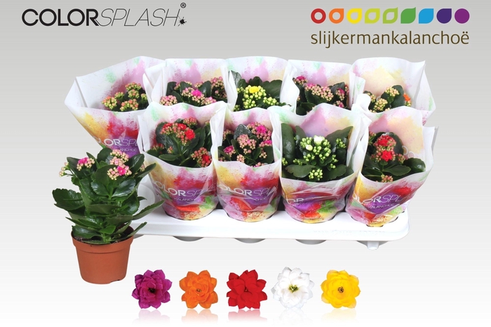 <h4>KAL GE GEM 5 KL</h4>