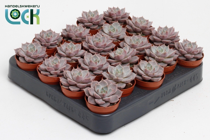 <h4>Echeveria Lola</h4>