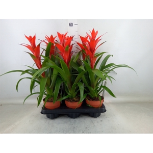 Guzmania  'Ostara'