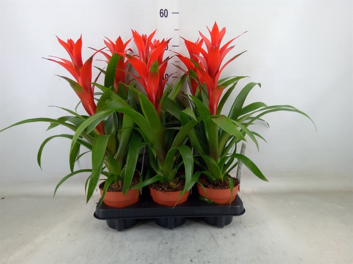 <h4>Guzmania  'Ostara'</h4>