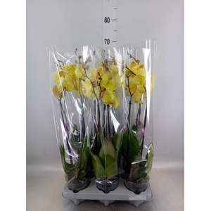 Phalaenopsis   ...