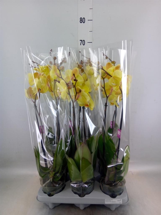 <h4>Phalaenopsis   ...</h4>