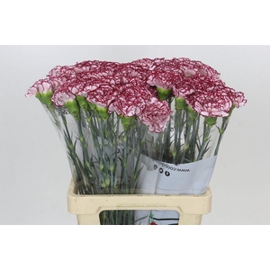 Dianthus St Olympia