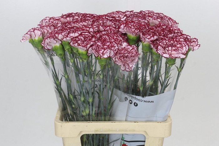 Dianthus St Olympia
