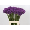 Allium Gladiator