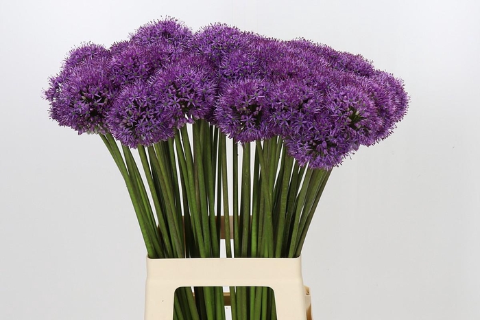 Allium Gladiator