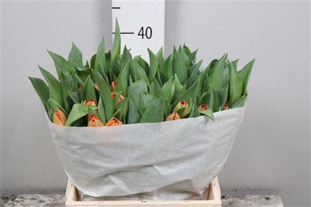 <h4>Tu Du Lorenzo</h4>