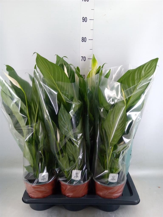 <h4>Spathiphyllum  'Bingo Cupido'</h4>